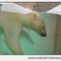 Marineland - Ours polaires - les animaux - 2995