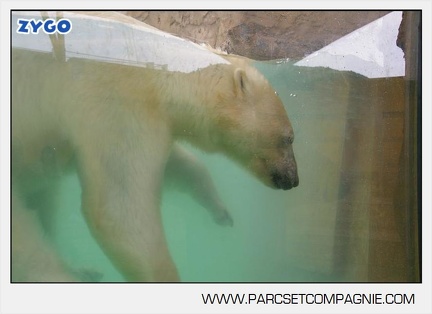Marineland - Ours polaires - les animaux - 2995