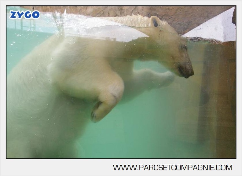Marineland_-_Ours_polaires_-_les_animaux_-_2996.jpg