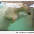 Marineland - Ours polaires - les animaux - 2996