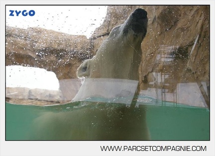 Marineland - Ours polaires - les animaux - 2999