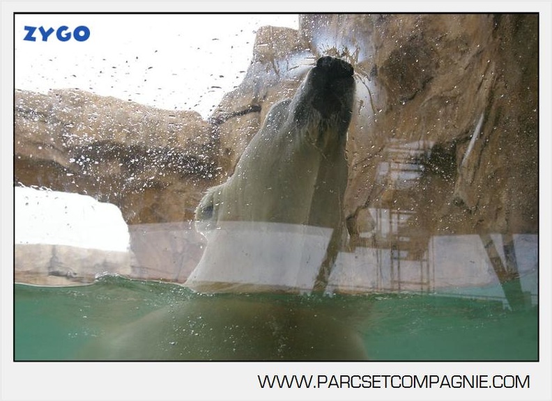 Marineland - Ours polaires - les animaux - 3000