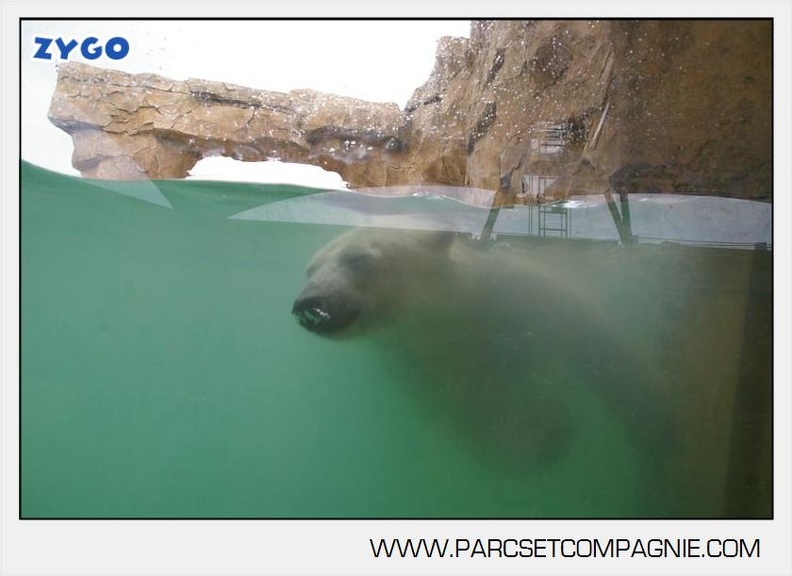 Marineland_-_Ours_polaires_-_les_animaux_-_3001.jpg