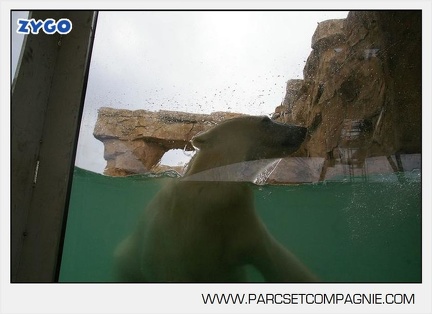 Marineland - Ours polaires - les animaux - 3004