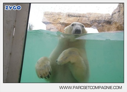 Marineland - Ours polaires - les animaux - 3010