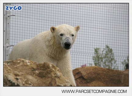 Marineland - Ours polaires - les animaux - 3012