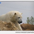 Marineland - Ours polaires - les animaux - 3014
