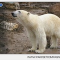 Marineland - Ours polaires - les animaux - 3019