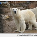 Marineland - Ours polaires - les animaux - 3020