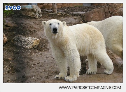 Marineland - Ours polaires - les animaux - 3020