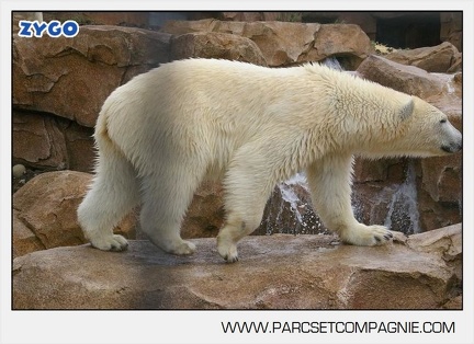 Marineland - Ours polaires - les animaux - 3025