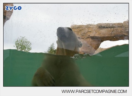Marineland - Ours polaires - les animaux - 3030