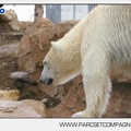 Marineland - Ours polaires - les animaux - 3042