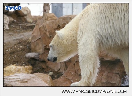 Marineland - Ours polaires - les animaux - 3042