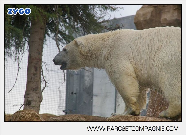 Marineland - Ours polaires - les animaux - 3044