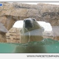 Marineland - Ours polaires - les animaux - 3064