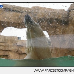 Marineland - Ours polaires - les animaux