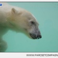 Marineland - Ours polaires - les animaux - 3066