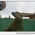 Marineland - Ours polaires - les animaux - 3070