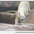 Marineland - Ours polaires - les animaux - 3085