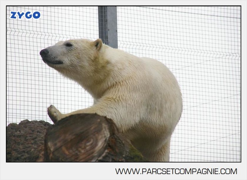 Marineland - Ours polaires - les animaux - 3091