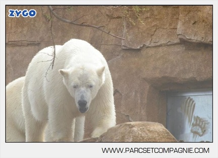 Marineland - Ours polaires - les animaux - 3095