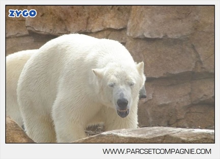 Marineland - Ours polaires - les animaux - 3096