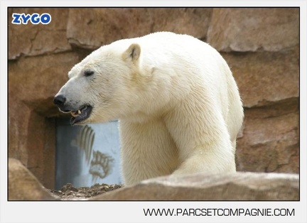 Marineland - Ours polaires - les animaux - 3102