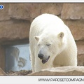 Marineland - Ours polaires - les animaux - 3104
