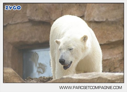 Marineland - Ours polaires - les animaux - 3104