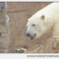 Marineland - Ours polaires - les animaux - 3105