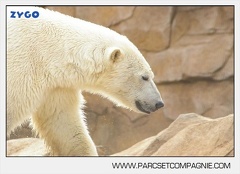 Marineland - Ours polaires - les animaux - 3125