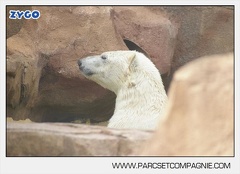 Marineland - Ours polaires - les animaux - 3128