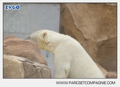 Marineland - Ours polaires - les animaux - 3129