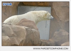 Marineland - Ours polaires - les animaux - 3130