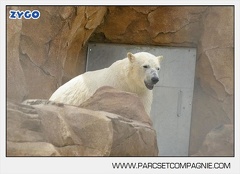 Marineland - Ours polaires - les animaux - 3131