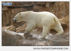 Marineland - Ours polaires - les animaux - 3132
