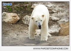 Marineland - Ours polaires - les animaux - 3136