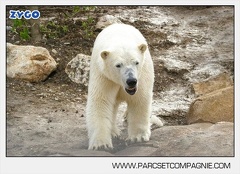 Marineland - Ours polaires - les animaux - 3137