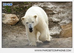 Marineland - Ours polaires - les animaux - 3138