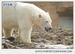 Marineland - Ours polaires - les animaux - 3140