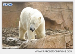 Marineland - Ours polaires - les animaux - 3141