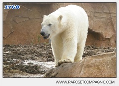 Marineland - Ours polaires - les animaux - 3142