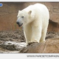 Marineland - Ours polaires - les animaux - 3142