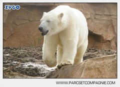 Marineland - Ours polaires - les animaux - 3143