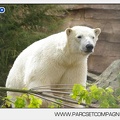 Marineland - Ours polaires - les animaux - 3146