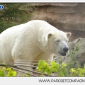 Marineland - Ours polaires - les animaux - 3147