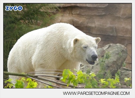 Marineland - Ours polaires - les animaux - 3147