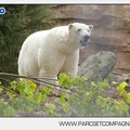 Marineland - Ours polaires - les animaux - 3148