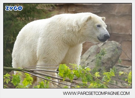 Marineland - Ours polaires - les animaux - 3151